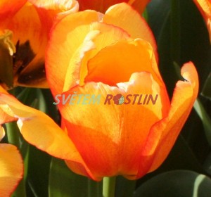 tulipán Blushing Apeldoorn - Tulipa Blushing Apeldoorn
