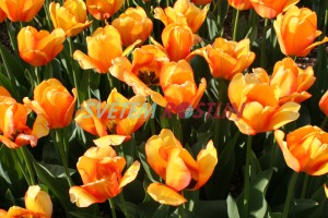 tulipán Blushing Apeldoorn - Tulipa Blushing Apeldoorn