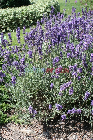 levandule lékařská Syngablusc - Lavandula angustifolia Syngablusc