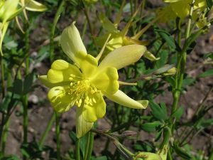 Aquilegia chrysantha