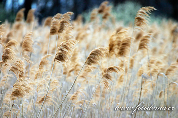 rkos obecn - Phragmites australis
