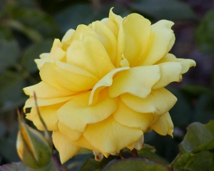 re Landora - Rosa Landora