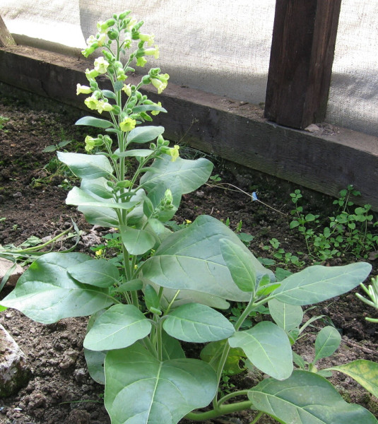 tabák selský - Nicotiana rustica