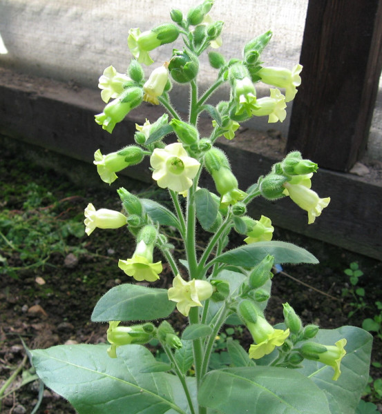 tabák selský - Nicotiana rustica
