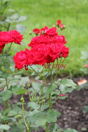 růže Nina Weibull® - Rosa Nina Weibull®