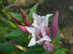 hořec tolitovitý Pink Swallow - Gentiana asclepiadea Pink Swallow