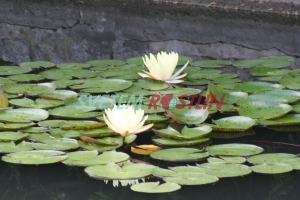 leknín Texas Dawn - Nymphaea Texas Dawn
