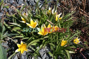 tulipán pozdní - Tulipa urumiensis