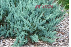jalovec polehlý Hughes - Juniperus horizontalis Hughes