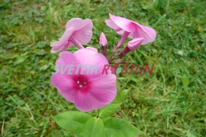 plamenka latnatá Adessa Rose Eye - Phlox paniculata Adessa Rose Eye