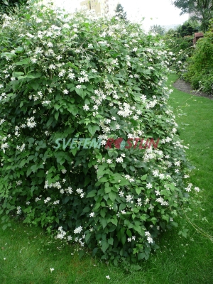 plamének Paul Farges - Clematis Paul Farges