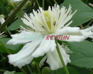 plamének Paul Farges - Clematis Paul Farges