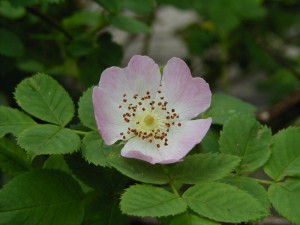 růže šípková - Rosa canina
