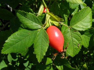 růže šípková - Rosa canina