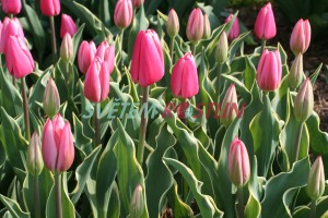 tulipán Charmeur - Tulipa Charmeur