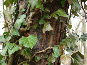 břečťan popínavý - Hedera helix