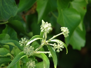 břečťan popínavý - Hedera helix