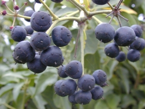 břečťan popínavý - Hedera helix