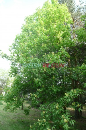 jírovec lysý - Aesculus glabra