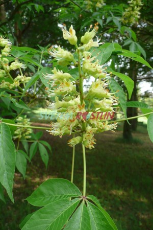 jírovec lysý - Aesculus glabra