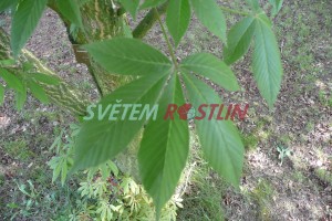 jírovec lysý - Aesculus glabra