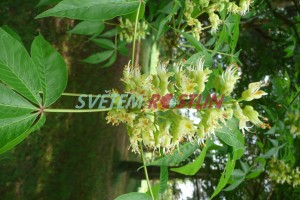 jrovec lys - Aesculus glabra