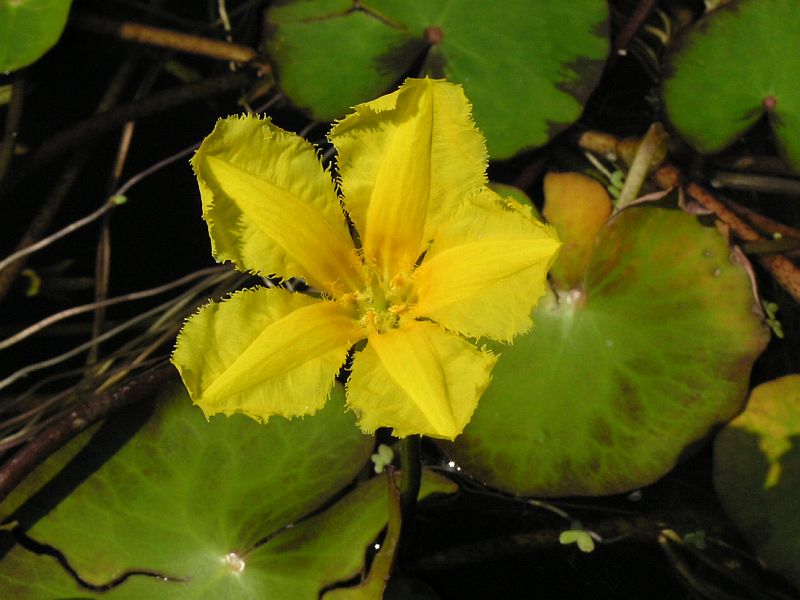 plavn ttnat - Nymphoides peltata
