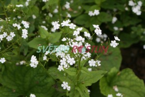 pomněnkovec velkolistý Betty Bowring - Brunnera macrophylla Betty Bowring