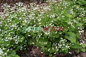 pomněnkovec velkolistý Betty Bowring - Brunnera macrophylla Betty Bowring
