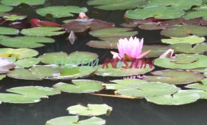 leknín Perrys Pink Delight - Nymphaea Perrys Pink Delight
