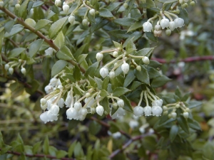 pernetye zašpičatělá - Gaultheria mucronata