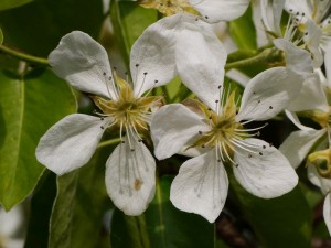 hrušeň obecná - Pyrus communis