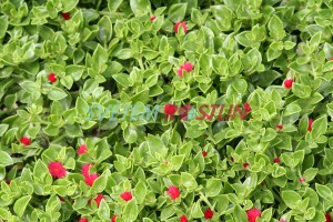apténie srdčitolistá Red Apple - Mesembryanthemum cordifolium Red Apple