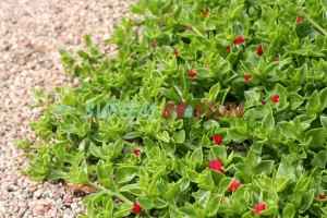 apténie srdčitolistá Red Apple - Mesembryanthemum cordifolium Red Apple