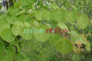 zmarličník japonský - Cercidiphyllum japonicum