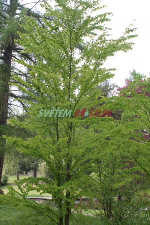 zmarličník japonský - Cercidiphyllum japonicum