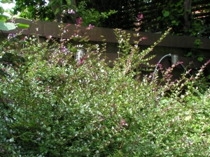 zimolez lesklý - Lonicera nitida