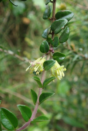 zimolez lesklý - Lonicera nitida