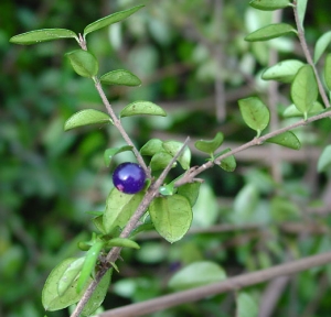 zimolez lesklý - Lonicera nitida