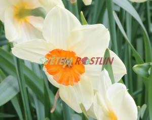 narcis Kissproof - Narcissus Kissproof