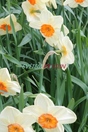 narcis Kissproof - Narcissus Kissproof