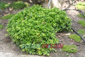 Buxus sinica var. insularis Wintergreen