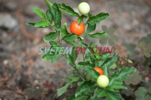lilek višňový - Solanum pseudocapsicum