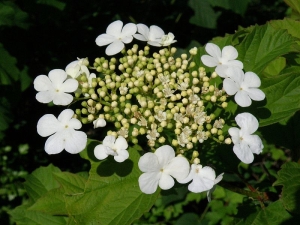 kalina obecná - Viburnum opulus