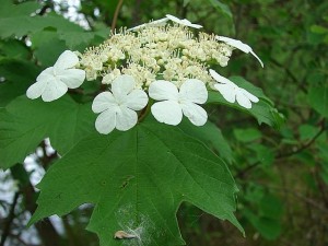kalina obecná - Viburnum opulus