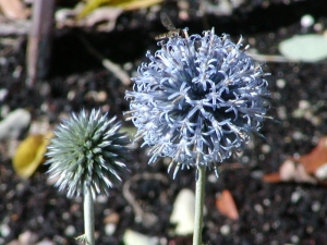 bělotrn banátský Blue Globe - Echinops bannaticus Blue Globe