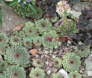 netřesk vápnomilný - Sempervivum calcareum