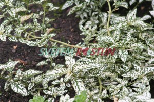 podrostovka listoklasá White Splash - Hypoestes phyllostachya White Splash