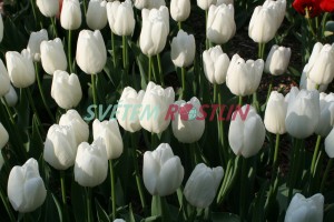 tulipán Hakuun - Tulipa Hakuun