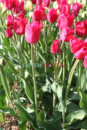 tulipán Roulette - Tulipa Roulette